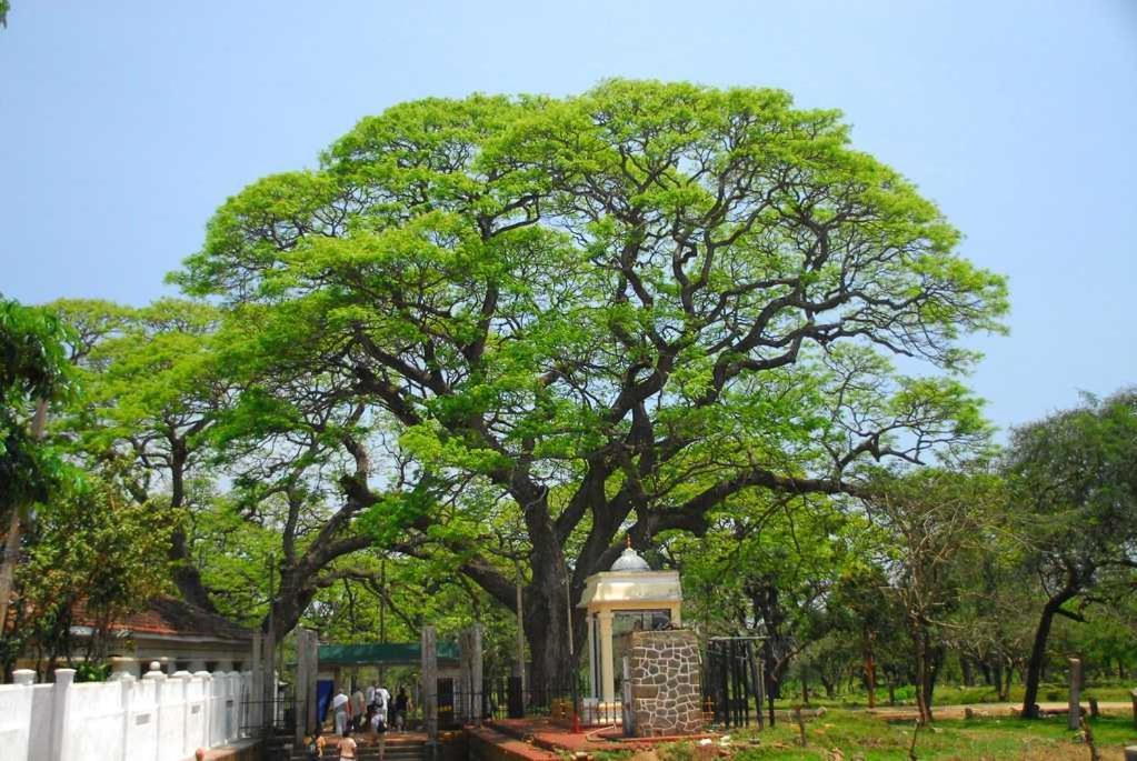 Lucky Holiday Home Anuradhapura Buitenkant foto