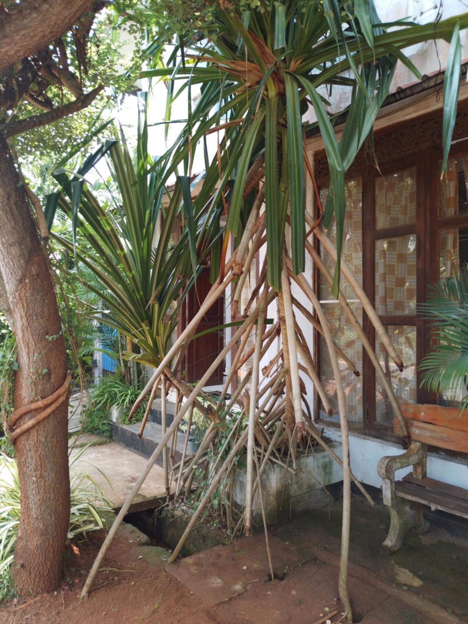 Lucky Holiday Home Anuradhapura Buitenkant foto